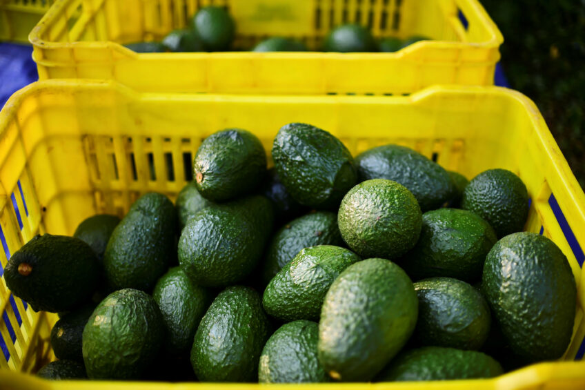 Avocado's uit Mexico. - Foto: ANP/AFP