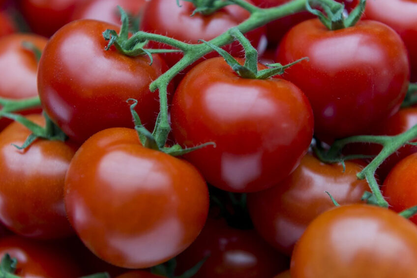 Tomaten iets duurder dan andere jaren. Foto: ANP
