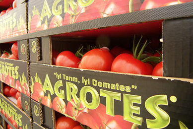 Nederlandse prijsdruk, wel kampioen tomatenhandel