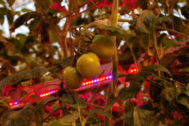 Belichte tomaten. Foto: Misset