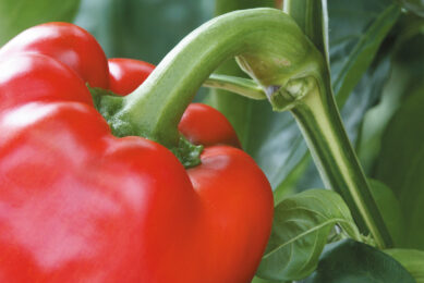 KCB: tomaten en paprika&apos;s, ze zijn er weer volop