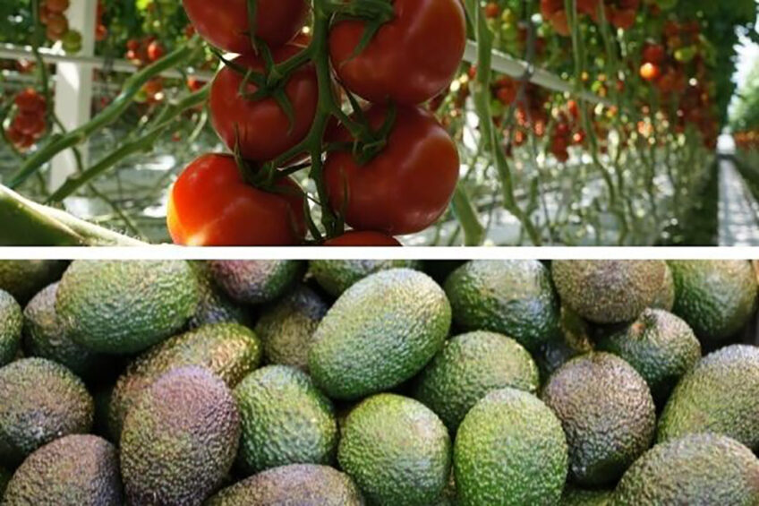 Tomaat blijft belangrijkste exportproduct in 2020. Met een exportwaarde van ¬  1,7 miljard blijft tomaat de avocado (ruim ¬  1 miljard) nog ruim voor. - Foto's: Gerard Boonekamp / Canva