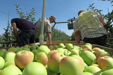 Bij fruitbedrijf De Woerdt in Ressen is de oogst van zomerappel Delcorf al in volle gang. - foto: Ton van der Scheer