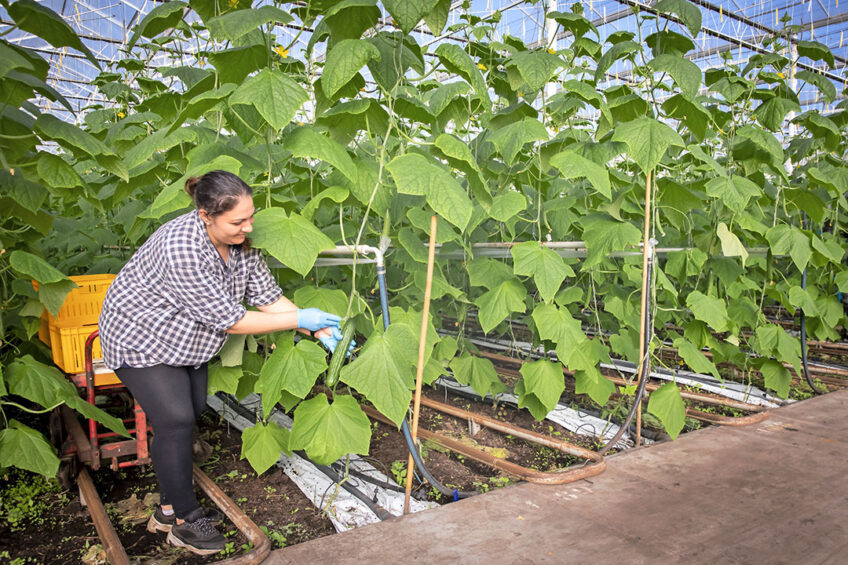 De eerste komkommers van dit seizoen kunnen weer gesneden worden. - Foto: Roel Dijkstra