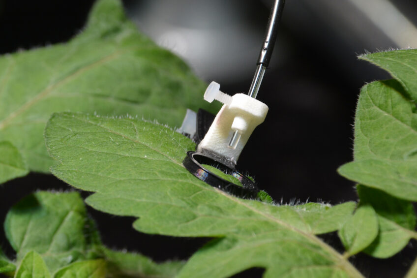 Fotosynthesemeting op tomatenblad. Meten, regelen en sturen via AI moet teelt autonoom maken. - foto: G&F