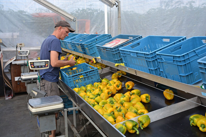 De paprikamarkt kan meer Israëlische aanvoer verwachten door de roebelkoers. - Foto: Peter Visser.