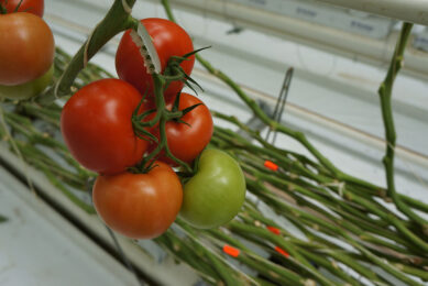Bij tomatenras Marinice last van valtrossen die afscheuren