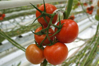 Tomatenprijzen houden goed stand