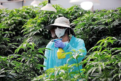 Een medewerker in een Israëlische kwekerij voor medicinale cannabis.   Foto: Reuters