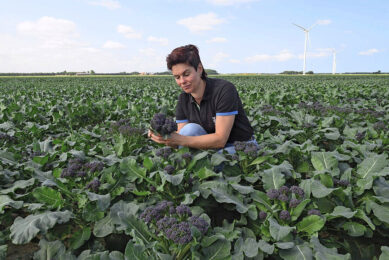 Daniëlle Bruin bekijkt de groei van de paarse broccoli die wordt gebruikt voor het concept Redi. - Foto: Bejo