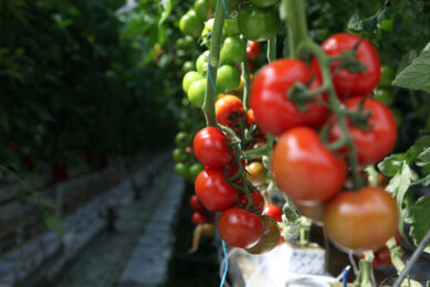 Grote verschillen in rendement bij tomaat door corona. Foto: Misset