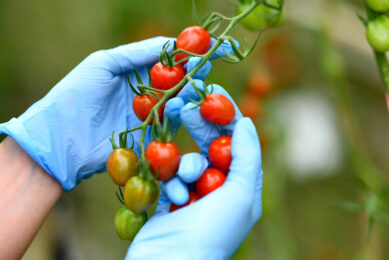 Nieuwe tomaat onder label Tommies. - Foto: Greenco