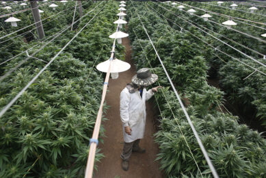 Cannabisteelt in Israël. - Foto: Reuters