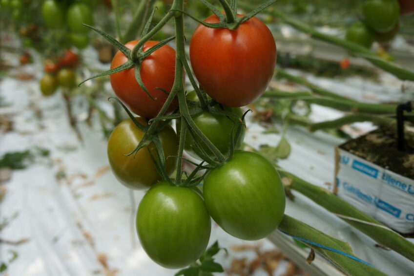 Hoge prijzen tomaat maken lagere productie nauwelijks goed