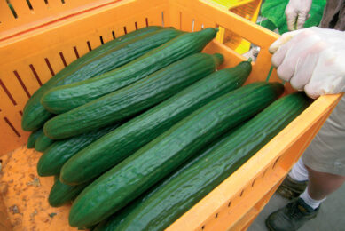 Komkommerprijs piekt in chaotische markt