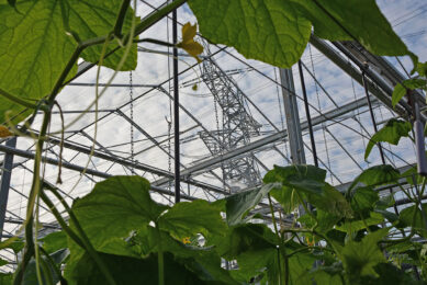 De energiehuishouding van de glastuinbouw moet op de schop. - Foto: Groenten & Fruit