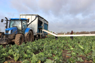 Bloemkool oogsten in de winter. - Foto: Joost Stallen