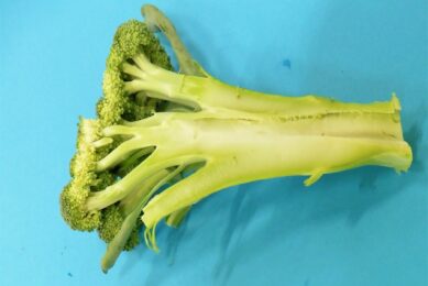 Broccoli met holle steel is pas afkeurenswaardig als dat gepaard gaat met bruine verkleuring. - foto: KCB