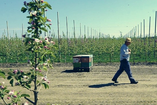 Delta Agrar: in 10 jaar 500 hectare appels