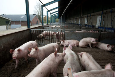 In de varkenshouderij is ruimte voor meer biologische bedrijven.<br /><em>Foto: Ronald Hissink </em>