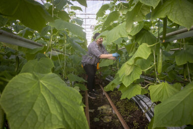 Werknemer oogst komkommers. - Foto: Roel Dijkstra