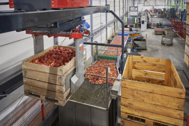 Wassen en sorteren van appels. - Foto: Wouter van Assendelft