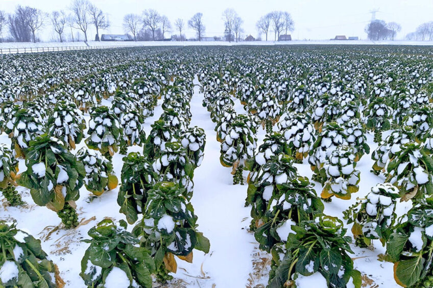 Spruitkool 'zoals het hoort', in Hollands winterlandschap. - Foto: G&F