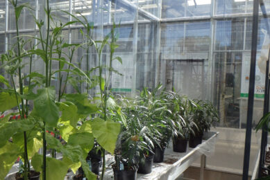 Besmette planten in een streng beveiligde kas van  Wageningen Plant Research in PPS-onderzoek. - Foto: Wageningen Plant Research