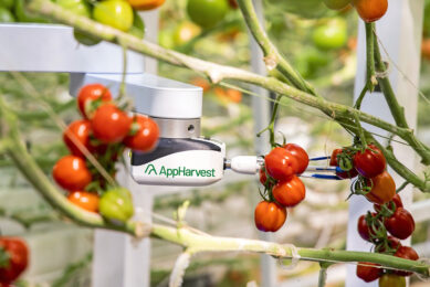 Tomatenplukrobot wordt ook door de markt ontwikkeld. - Foto Chris Radcliffe