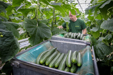 Teler Arthur van Geest oogst komkommers. - Foto: Roel Dijkstra