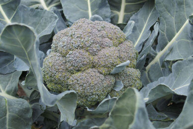 Broccolischermen. - Foto: Stan Verstegen