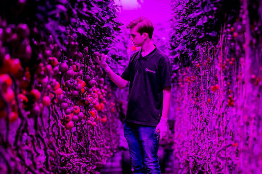 Teelt van tomaten door PlantLab. - Foto: ANP
