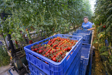 Archieffoto tomatenplukken. - Foto: Roel Dijkstra