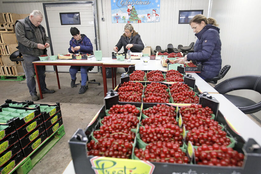 Rode bessen uit de bewaring sorteren bij fruitteler Gerard Vos uit Driel. -Foto: Vidiphoto