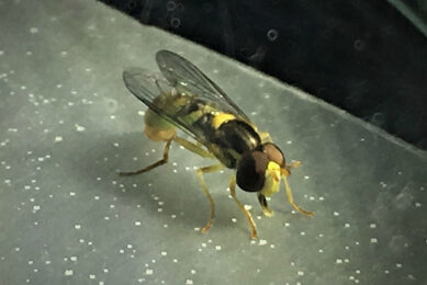 Zweefvlieg die zich tegoed doet aan honingdauw. - Foto: IVIA Valencia