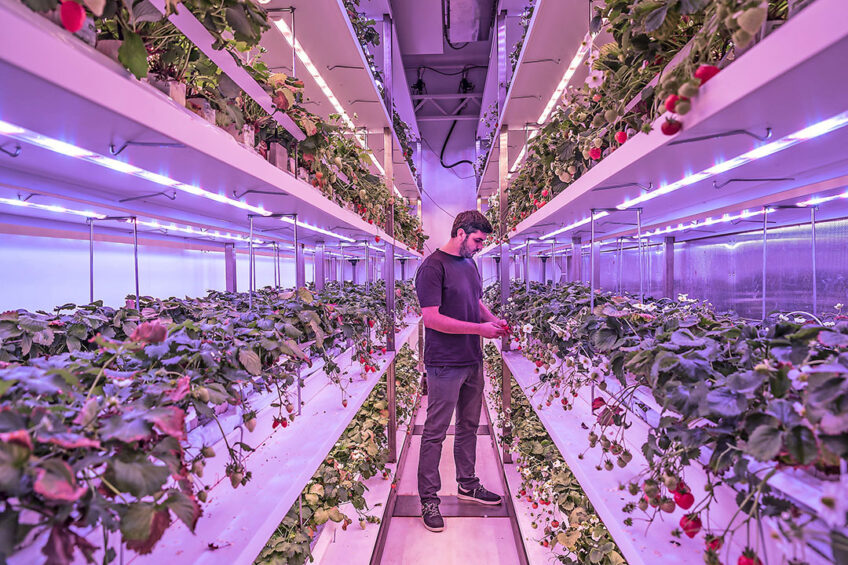 Vertical farming: aardbeien groeien onder paars licht. - Foto: Taeke Zuidema