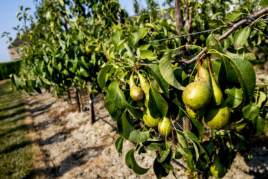 Vanwege de droogte zijn er minder dikke peren. Dat betekent minder kilo s per hectare, en een lagere prijs voor de kleine maten. - Foto: ANP