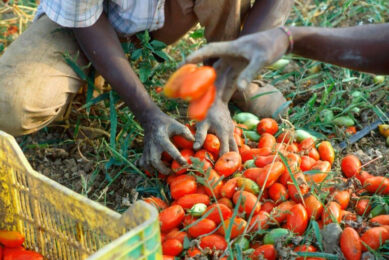 Mensenrechtenschending bij tomatenteelt voor verwerking in Zuid-Italië. Foto: Oxfam Novib