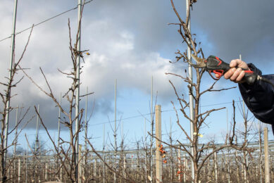 Bij Verstegen in Opijnen wordt in het kader van NPPL ook boomspecifiek gesnoeid. - Foto: Herbert Wiggerman