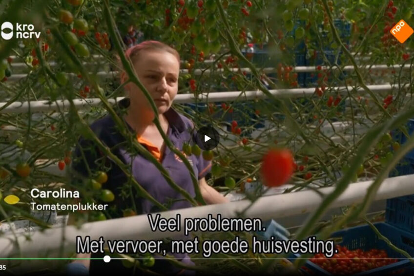 Bij tomatenteler Ruud Dukker filmt de Keuringsdienst van Waarde een van de uitzendkrachten. - still uit aflevering KRO-NCRV