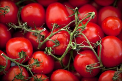 2011-06-10 00:00:00 UTRECHT - Op de markt in Utrecht liggen vrijdag verse tomaten uitgestald. Duitsland heeft de EHEC-waarschuwing voor Nederlandse komkommers, sla en tomaten ingetrokken. ILVY NJIOKIKTJIEN
