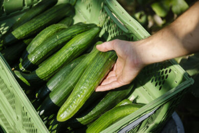 Biologische teelt van komkommers. Foto: ANP