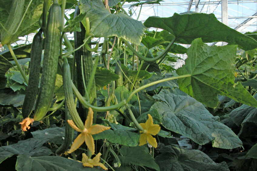 Komkommers groeizaam,paprika en peper generatief