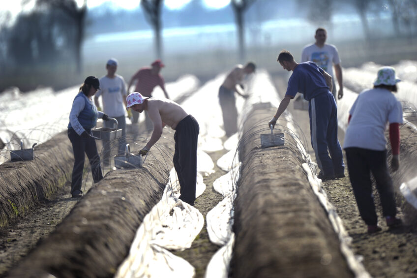 Seizoensarbeiders bezig met asperges steken.</p> <p><em>Foto: Marcel van Hoorn</em>