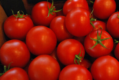Nieuwe tomaat die rijp weken lang stevig blijft