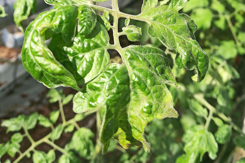 Tomatenplant met symptomen van virusziekte ToBRFV. - Foto: Heike Scholz-Döbelin