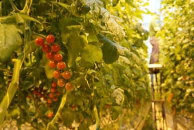 Tomatenfraude bij een lidteler van Harvest House. - Foto: Gerard Boonekamp