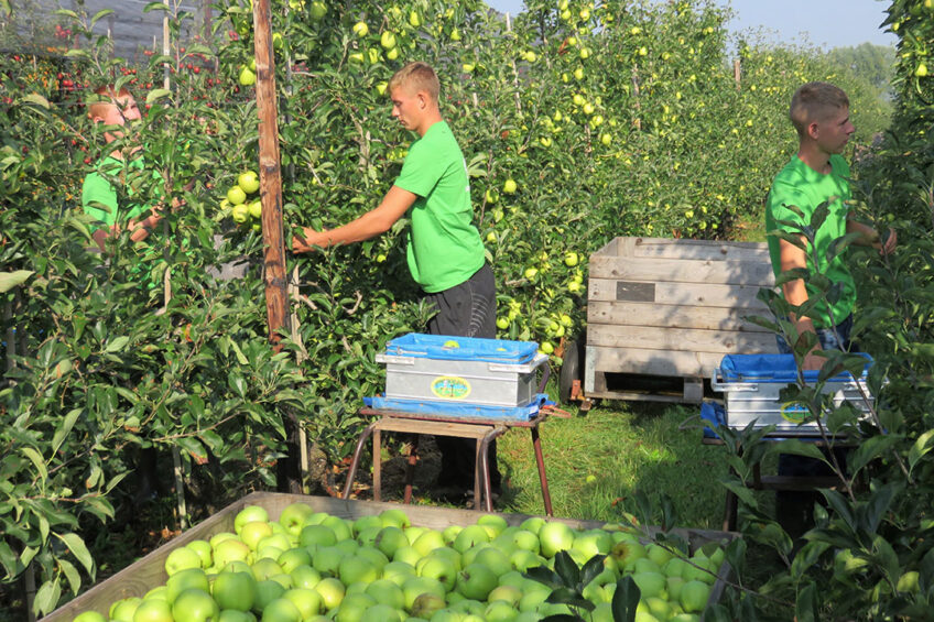 In de tuinbouw werken duizenden Polen, maar die vinden, wordt steeds lastiger. - Foto: Ton van der Scheer