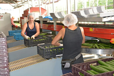 Archieffoto komkommers sorteren. Foto: Peter Visser