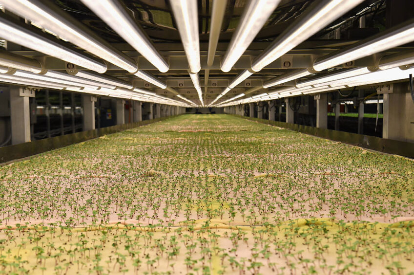 Arugula micro greens are grown at AeroFarms on February 19, 2019, in Newark, New Jersey. AeroFarms, founded in 2004, is the largest vertical farm in the world. The company is considered a pioneer of the sector. It has chosen to fully develop its own technologies which it exports around the world, with projects in China, the Middle East and Northern Europe, according to its co-founder Marc Oshima. Angela Weiss / AFP